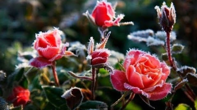 Осенний иней... снег в кострах