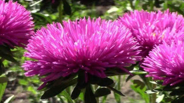 Астры по латыни это звёзды