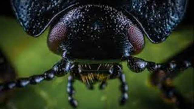 Remix Kopanarski Kiuchek Bubolechka Remix