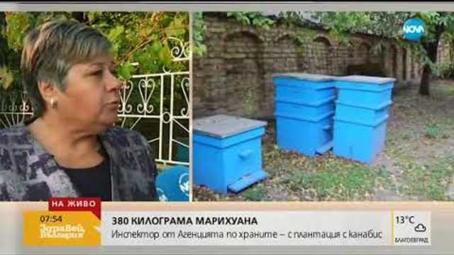 Повдигнаха 2 обвинения на инспектора от БАБХ, отглеждал канабис (12.10.2018г.)