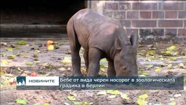 Бебе от вида черен носорог в зоологическата градина в Берлин