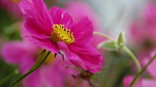 Старинный вальс Память цветов