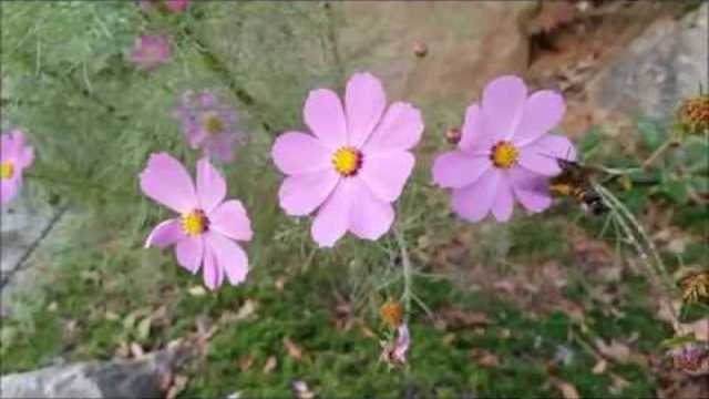 Джовани Маради 💞 Обичам те