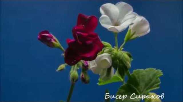 Бет Хард 💞Няма начин