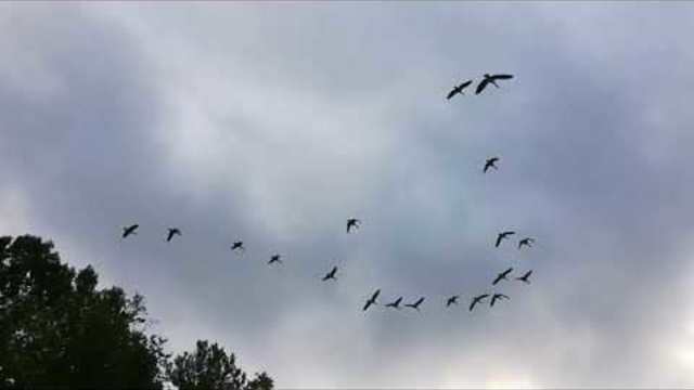 Андрей  Мороз   -   Журавли