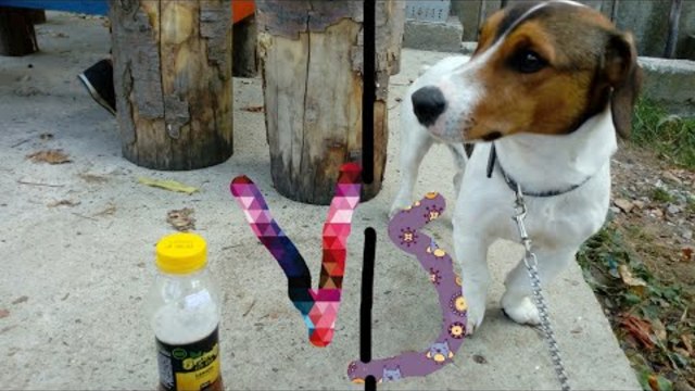 Куче срещо шише #направо ще паднеш от смях