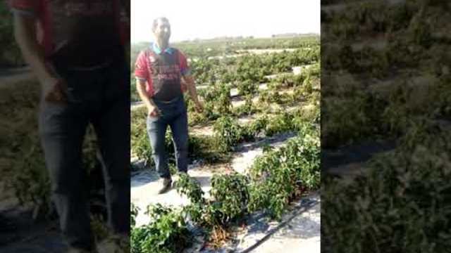 Як Кючек Розино