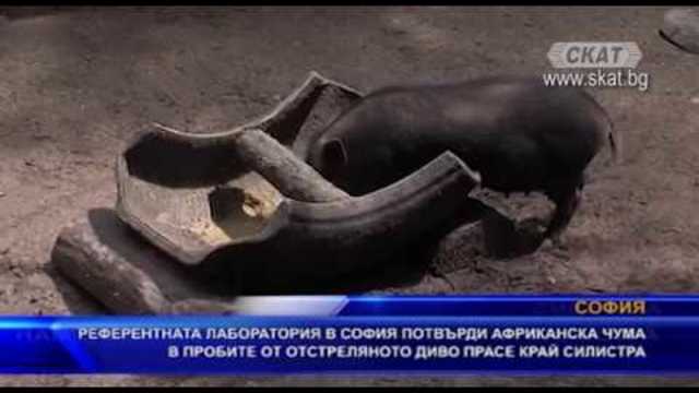 Референтната лаборатория в София потвърди африканска чума