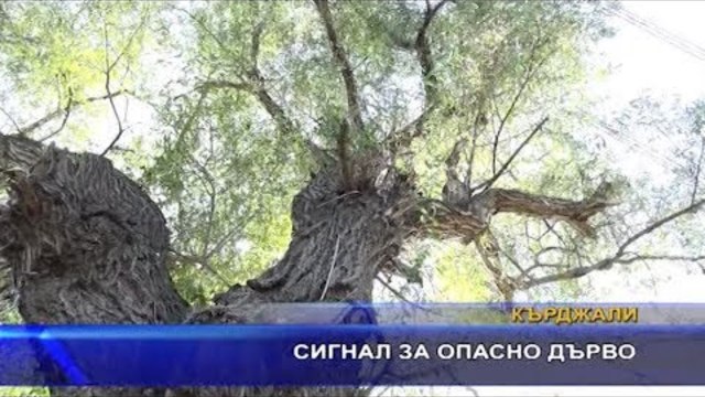Сигнал за опасно дърво