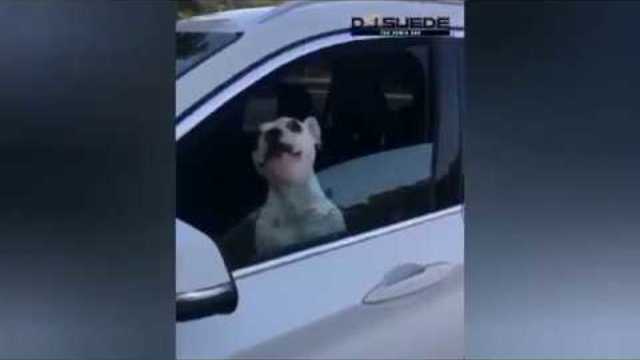 Singing Crying Dog (Remix) w/ Walter