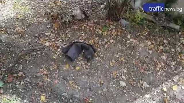 Отсечени дървета и боклуци след премахване на гаражи в Южен