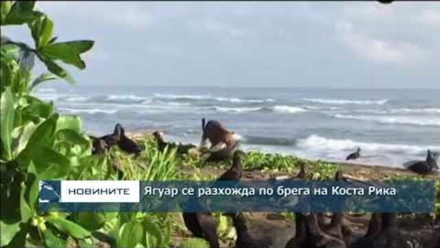 Ягуар се разхожда по брега на Коста Рика