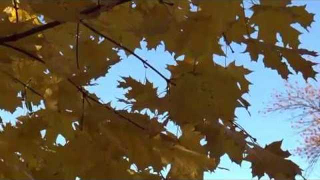 Валерий Палаускас   -   РЫЖАЯ ОСЕНЬ