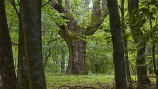 Хубава си моя горо - детска песничка + текст