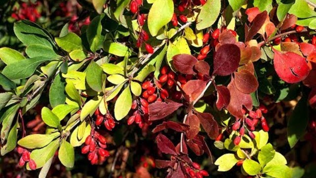 Осень - музыка моей души