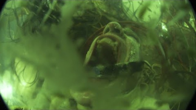 Vein - Demise Automation (Official Music Video)