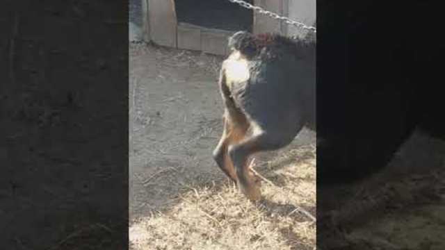 Ротвайлер върти на Дубай кючек.