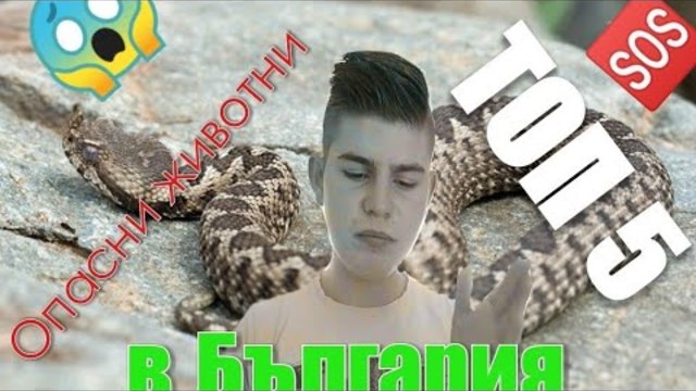 ТОП 5 ОПАСНИ ЖИВОТНИ В БЪЛГАРИЯ