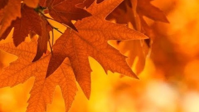 Галина Хомчик - После бала /Осень/