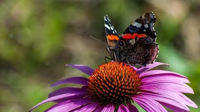 Анжелика Агурбаш    -    Четверг в твоей постели!