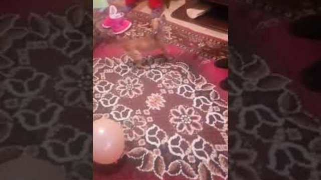 Кучетоми играе кючек. Накои кичетому играе  кючек