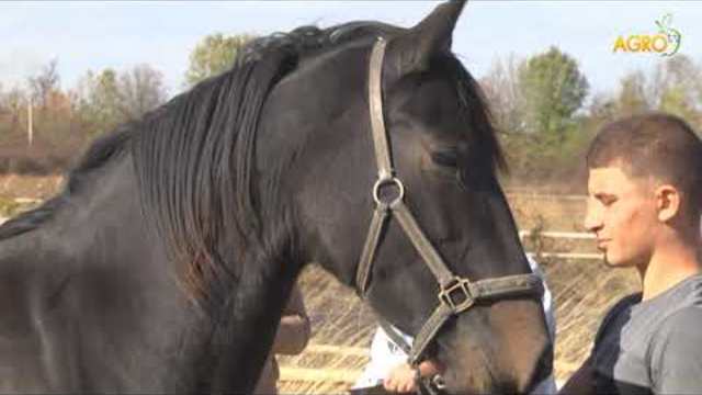 Конете на България: Изложение на Дунавски  коне, автор Диана Александрова