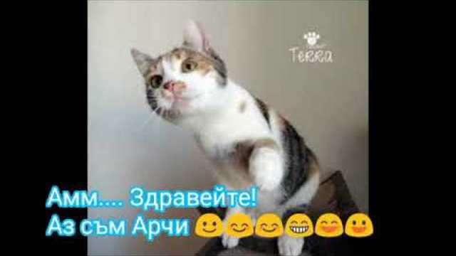 Трейлър на Филма ми - Кралството на котките