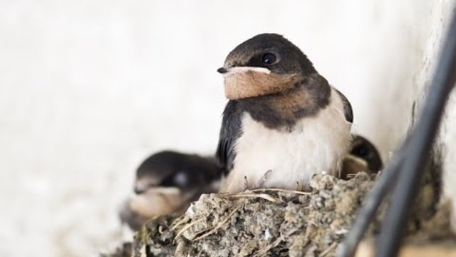 Лястовичка / под нашата стряха | детска песничка | текст