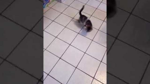 Котка (смях)😂