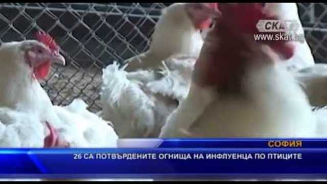 26 са потвърдените огнища на инфлуенца по птиците