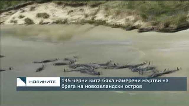 145 черни кита бяха намерени мъртви на брега на новозеландски остров