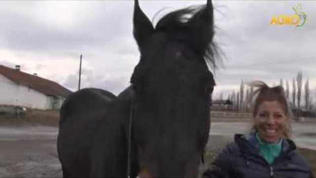 Конете на България: Най-интересните моменти от календара за надбягвания с рисисти коне....