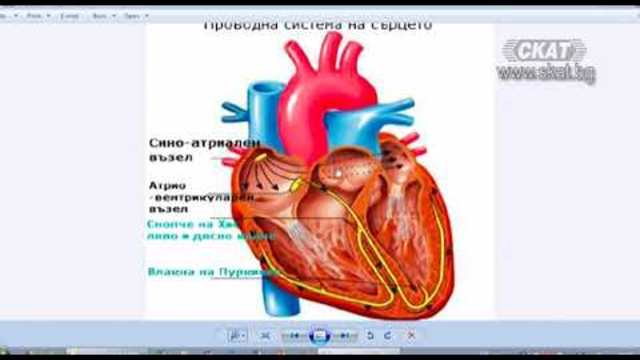 Академия "Здравословно": Сърдечни бедрени блокове
