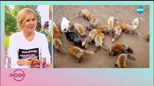 Лисицата - начин на употреба - На кафе (27.11.2018)