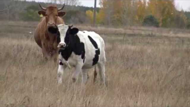 Валерий Палаускас  -  ПОЛЕВЫЕ ЦВЕТЫ