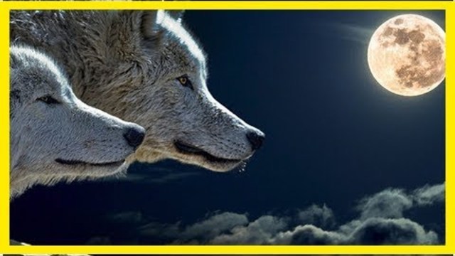 В ночь на 11 мая будет полнолуние Волка. Не пропустите важный вечер перед этим явлением!