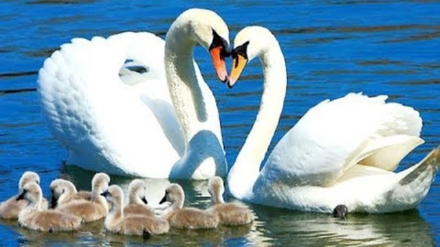 КРАСИВАЯ МУЗЫКА! Лебеди – символ верности и искренней любви