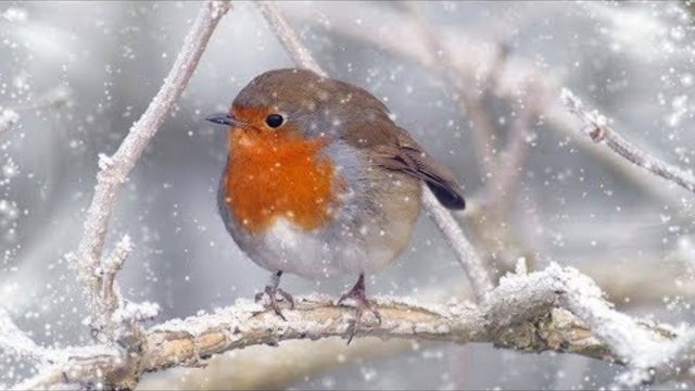 Александр Костенко  -  Ты любишь, когда снегопад...