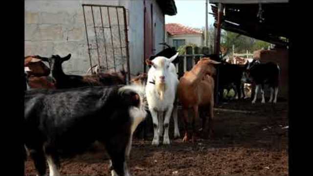 kuchek jivotni(Animals) |Кючек животни (Martin Garrix)