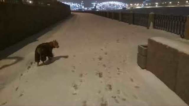 Вечерняя прогулка по набережной. Полнолуние и лёд на Неве.