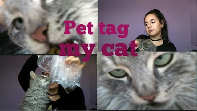 Pet tag // my cat (много смях)