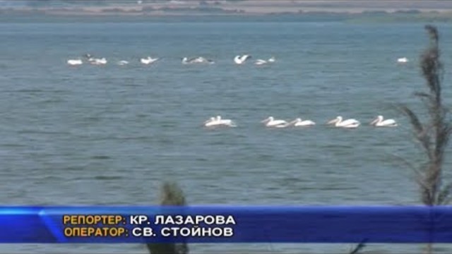 Птици зимуват край бургаските езера