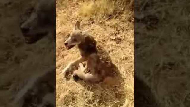 Anak Serigala dihabisi oleh anjing kampung dan KANGAL DOG !!!