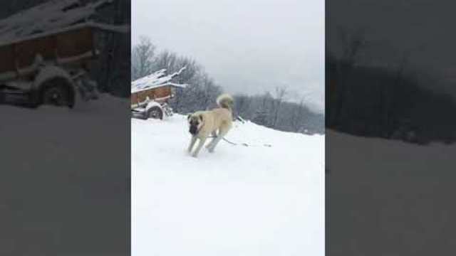 Turski Kangal Raduhovce