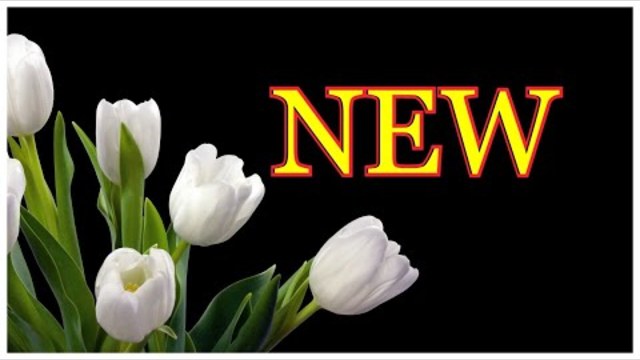 Джамиля  -  Священная земля