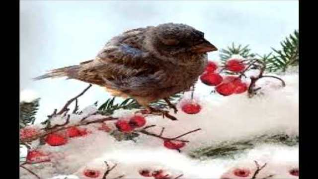 "Врабченце" CD-Детски песнички www.myartfaces.com