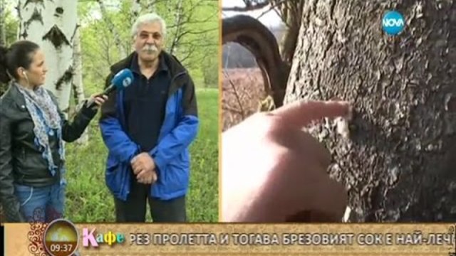 "На кафе" показва как се добива сок от бреза и неговите лечебни свойства