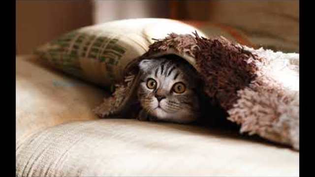 песни за деца | чело коте книжки | любими детски песни