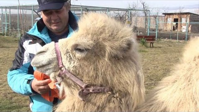 Двугърба "Бейби" дефилира в Бургас