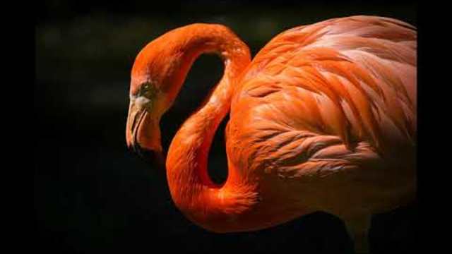 песни за деца | Бие Боян барабан | любими детски песни